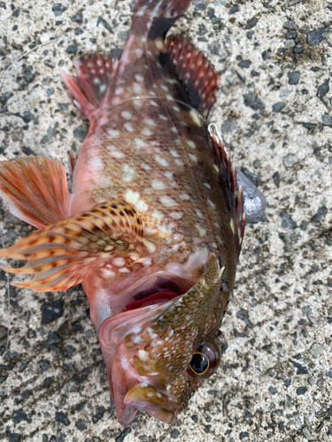 カサゴの釣果