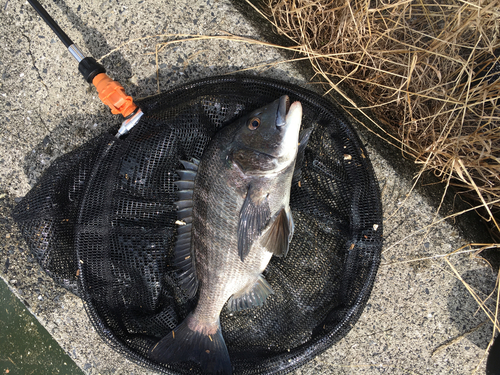 クロダイの釣果