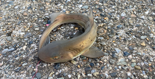 ドチザメの釣果