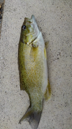 スモールマウスバスの釣果