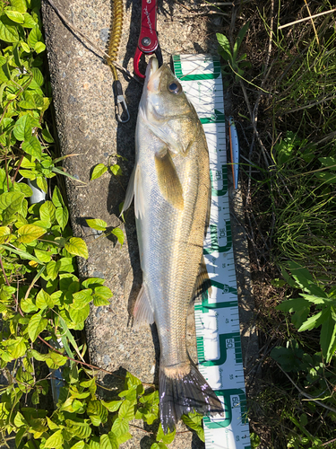 スズキの釣果