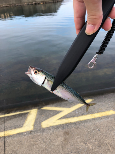 サバの釣果