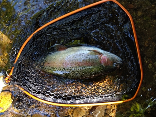 ニジマスの釣果