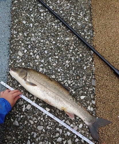 マルタウグイの釣果