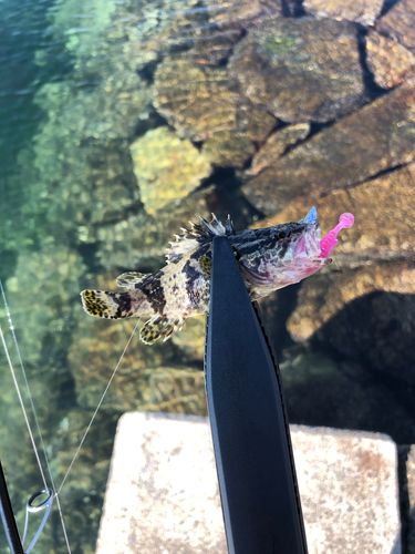 タケノコメバルの釣果