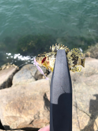 タケノコメバルの釣果