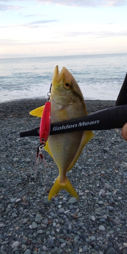 ショゴの釣果