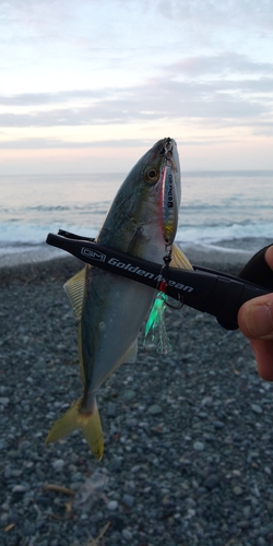 ワカシの釣果