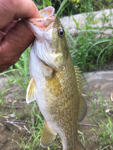 スモールマウスバスの釣果