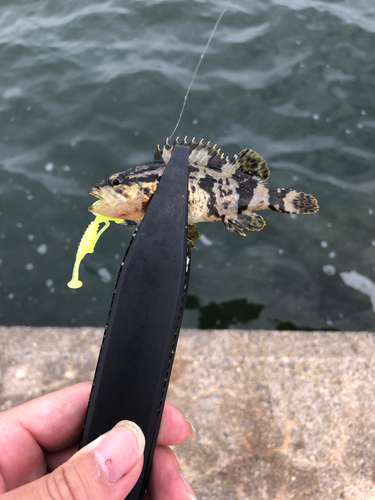 タケノコメバルの釣果