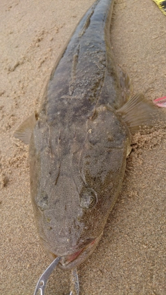 マゴチの釣果