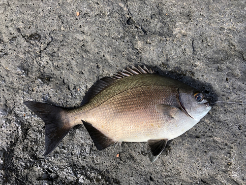 イスズミの釣果