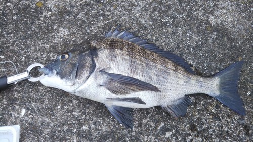 チヌの釣果