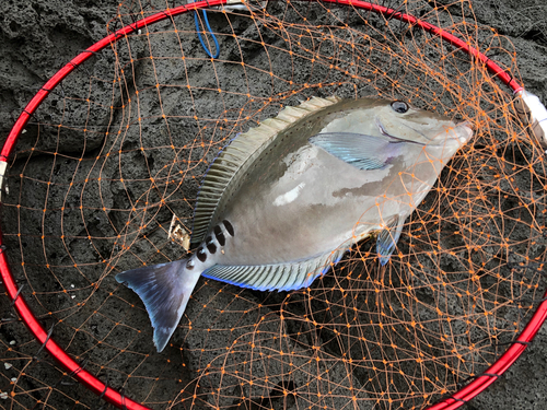 サンノジの釣果