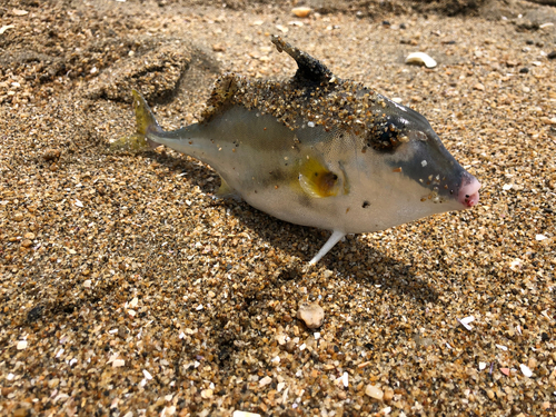 ギマの釣果