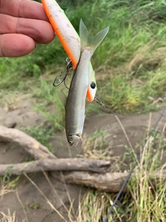 アユの釣果