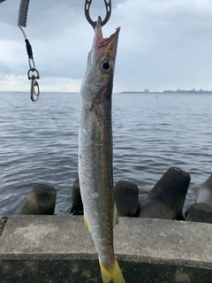 アカカマスの釣果