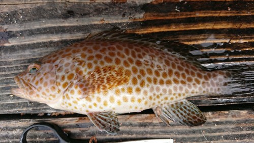 オオモンハタの釣果