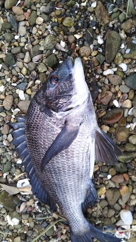 チヌの釣果