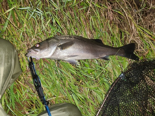 マルスズキの釣果