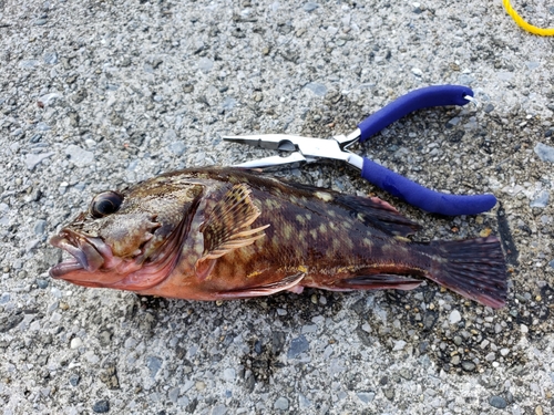 カサゴの釣果