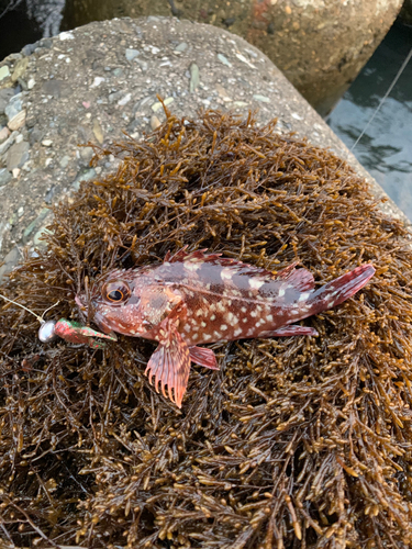 カサゴの釣果