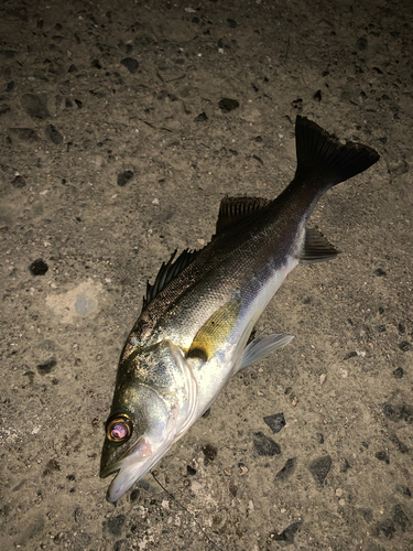 スズキの釣果