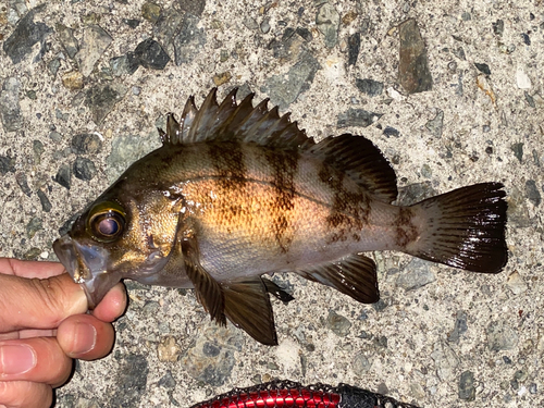 メバルの釣果