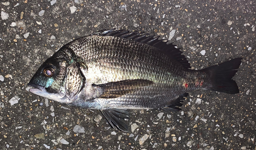 チヌの釣果