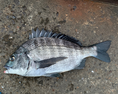 チヌの釣果