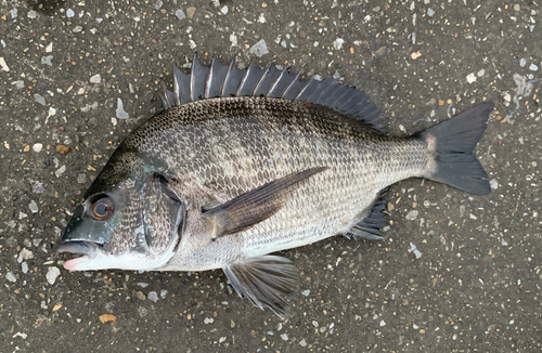 チヌの釣果