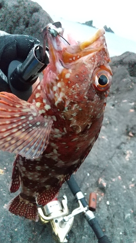 カサゴの釣果