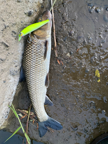 ニゴイの釣果