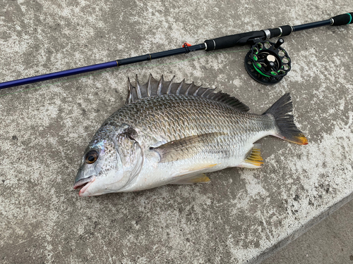 キビレの釣果