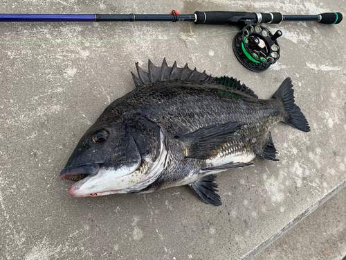 クロダイの釣果