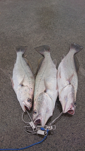 ニベの釣果