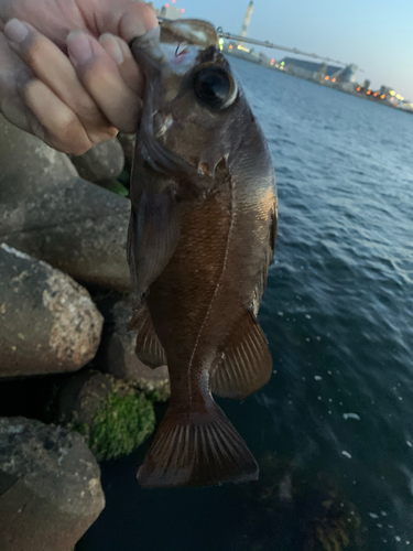 メバルの釣果