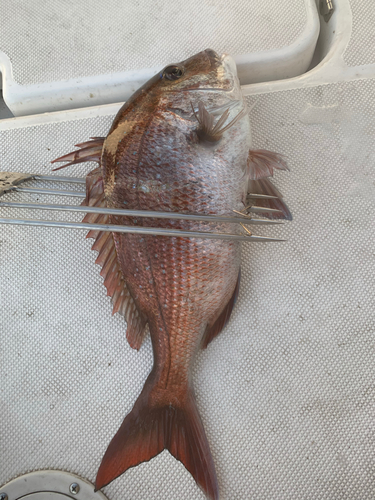 タイの釣果