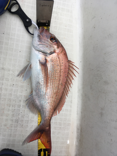 タイの釣果