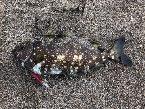 アイゴの釣果