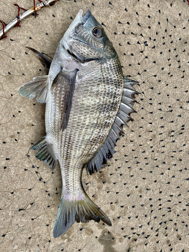 チヌの釣果