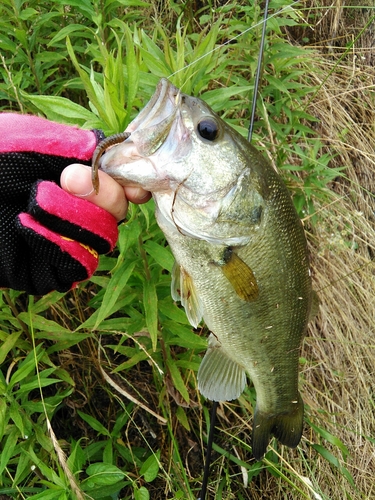 ブラックバスの釣果