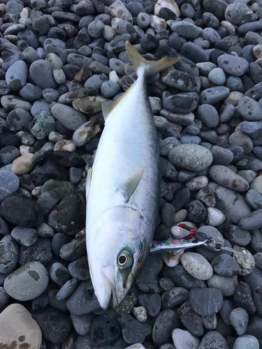 ワカシの釣果