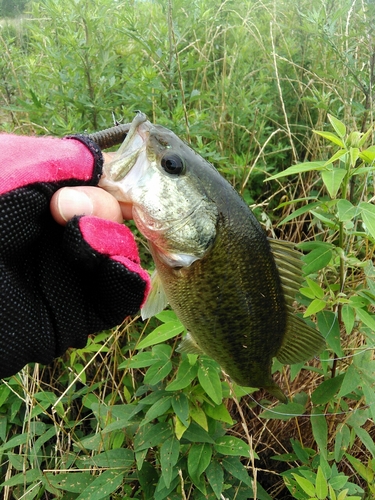 ブラックバスの釣果