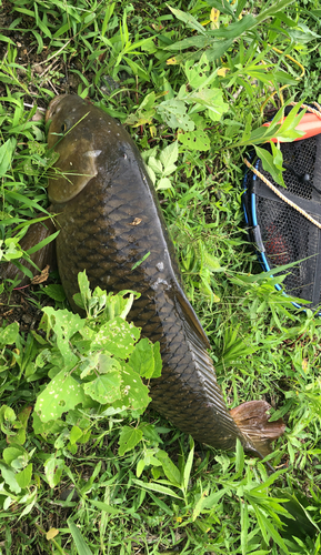 コイの釣果