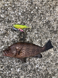 オオモンハタの釣果