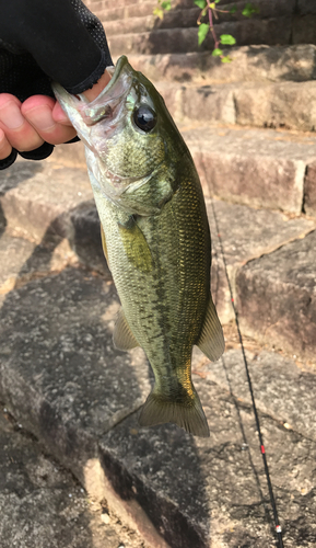 ラージマウスバスの釣果