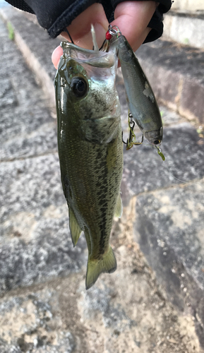 ラージマウスバスの釣果