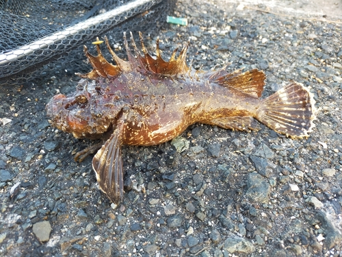 オニオコゼの釣果