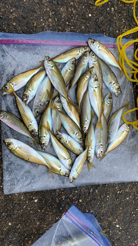 アジの釣果